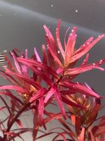 1 Bund - Rotala rotundifolia Singapur Singapore - blood red Nordrhein-Westfalen - Schlangen Vorschau