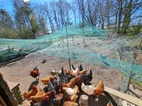 Täglich frische Hühnereier Gentechnikfrei gefüttert Niedersachsen - Varel Vorschau