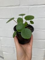 Pilea peperomioides Stuttgart - Bad Cannstatt Vorschau