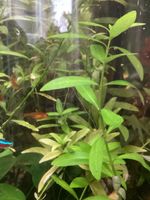 Aquarienpflanze Hygrophila polysperma * Indischer Wasserfreund Nordrhein-Westfalen - Rheurdt Vorschau