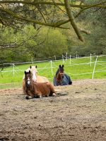 Reitunterricht Brandenburg - Zühlsdorf Vorschau