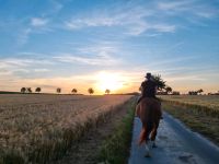 Beckenbodentraining auf dem Pferd Nordrhein-Westfalen - Lichtenau Vorschau