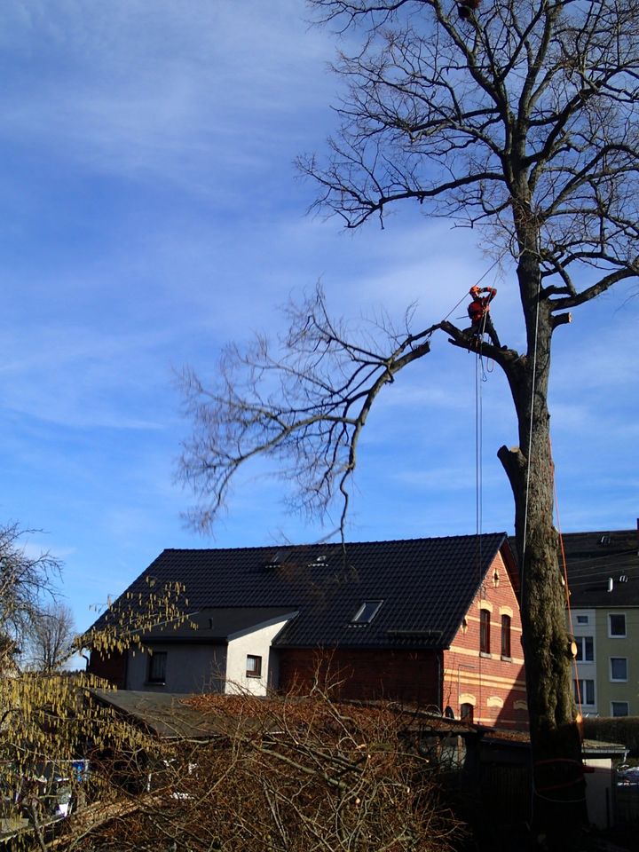 Baumpflege Baumfällung in Adorf-Vogtland