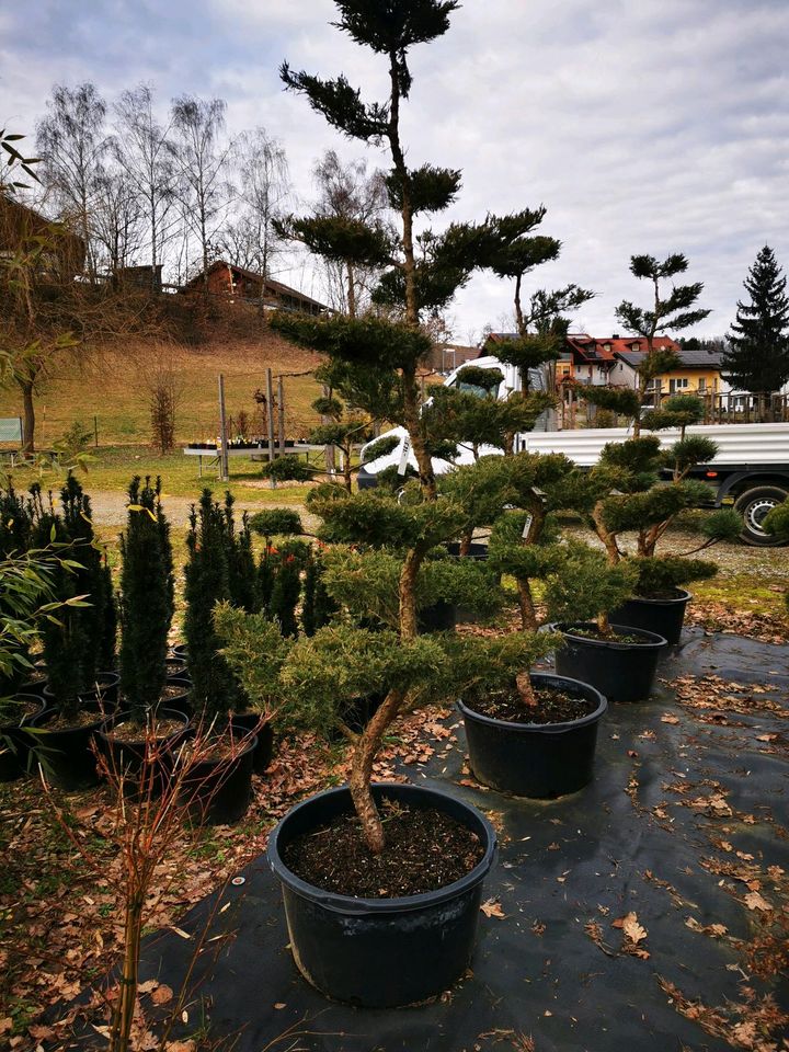 Gartenbonsai Formgehölze Formschnitt Japangarten Wacholder in Bogen Niederbay