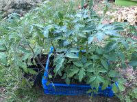 Tomatenpflanzen Historische Sorten Niedersachsen - Oldenburg Vorschau