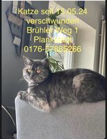 ‼️‼️Entlaufene Katze‼️‼️ Baden-Württemberg - Plankstadt Vorschau