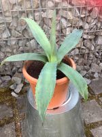 Agave mediterrane Freilandpflanze für den Sonnenbereich Baden-Württemberg - Gechingen Vorschau