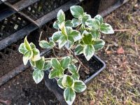 Euonymus fortunei " Emerald Gaiety " Nordrhein-Westfalen - Coesfeld Vorschau