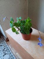 Zimmerpflanze mit blauen Blüten Bayern - Stegaurach Vorschau