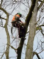 Sturmschäden,Baumfällung,Fällung Baumfäller Brandenburg - Falkensee Vorschau