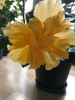 Hibiskus - Blüte gelb gefüllt- ca. 55 cm hoch Sachsen - Pesterwitz Vorschau