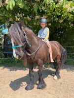 Geführtes Ponyreiten Pony Shetty Pferd ausritte PeerTied Schleswig-Holstein - Jersbek Vorschau