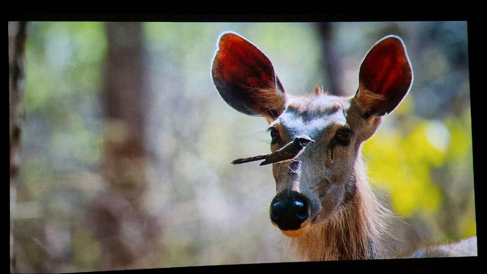 Full HD Heimkino Beamer Sanyo PLV-Z3000 in Dormagen