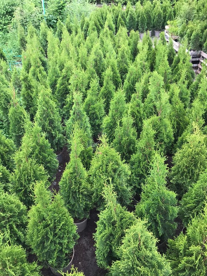 Sonderpreis: Thuja Smaragd 90-110 cm im Topf / Thujen Hecke in Obersulm