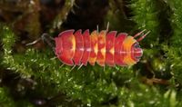 Merulanella sp. Scarlet - Zierasseln - Terrarium - Haustier Dresden - Leuben Vorschau