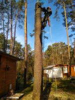 Baumfällung Stubbenfräsen Totholzentfernung Brandenburg - Michendorf Vorschau