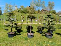 Wacholder Gartenbonsai Formgehölz Formschnitt Japangarten Pflanze Bayern - Bogen Niederbay Vorschau