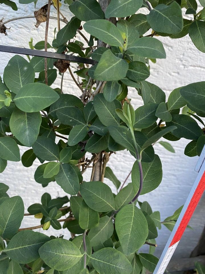 Echtes Geißblatt ca 2m 200cm Lonicera Jelängerjelieber Pflanze in Spraitbach