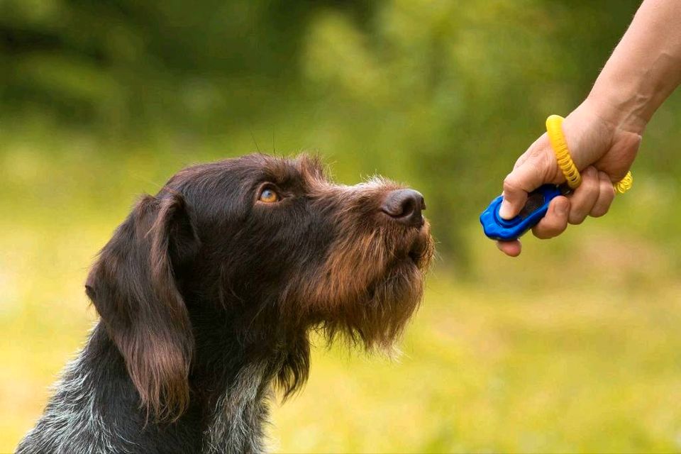 Beschäftiung u. Mantrailing Hamburg/Wendland - Hundeschule in Hamburg