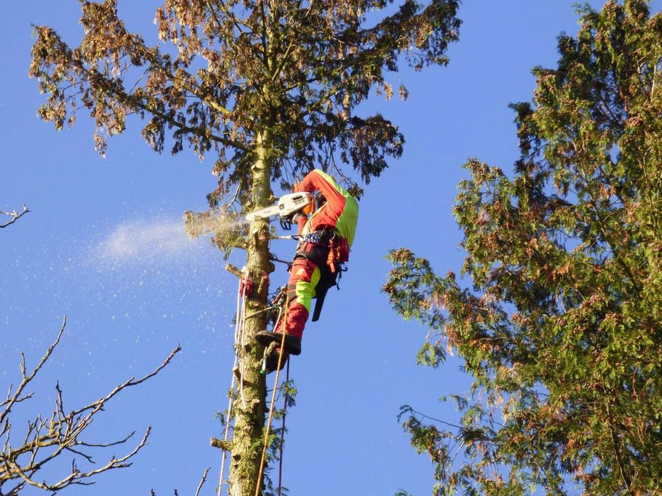 Forstdienstleistungen – Holzeinschlag – Windbruch aufarbeiten in Petersaurach
