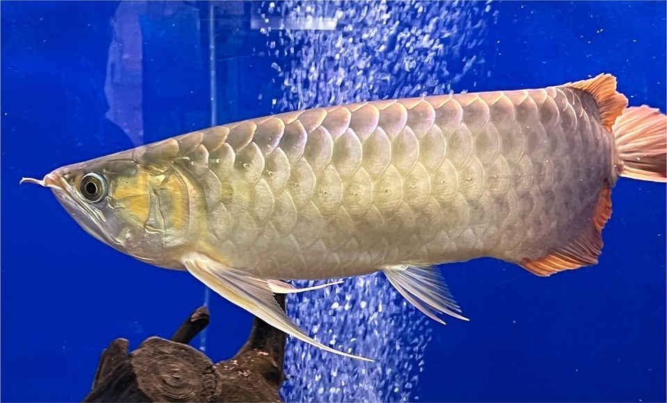 Arowana (Super Red). „ Angebot!!!!“ in Schwarzenbruck