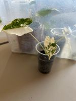 Alocasia Frydek variegata Babypflanzen Niedersachsen - Uetze Vorschau