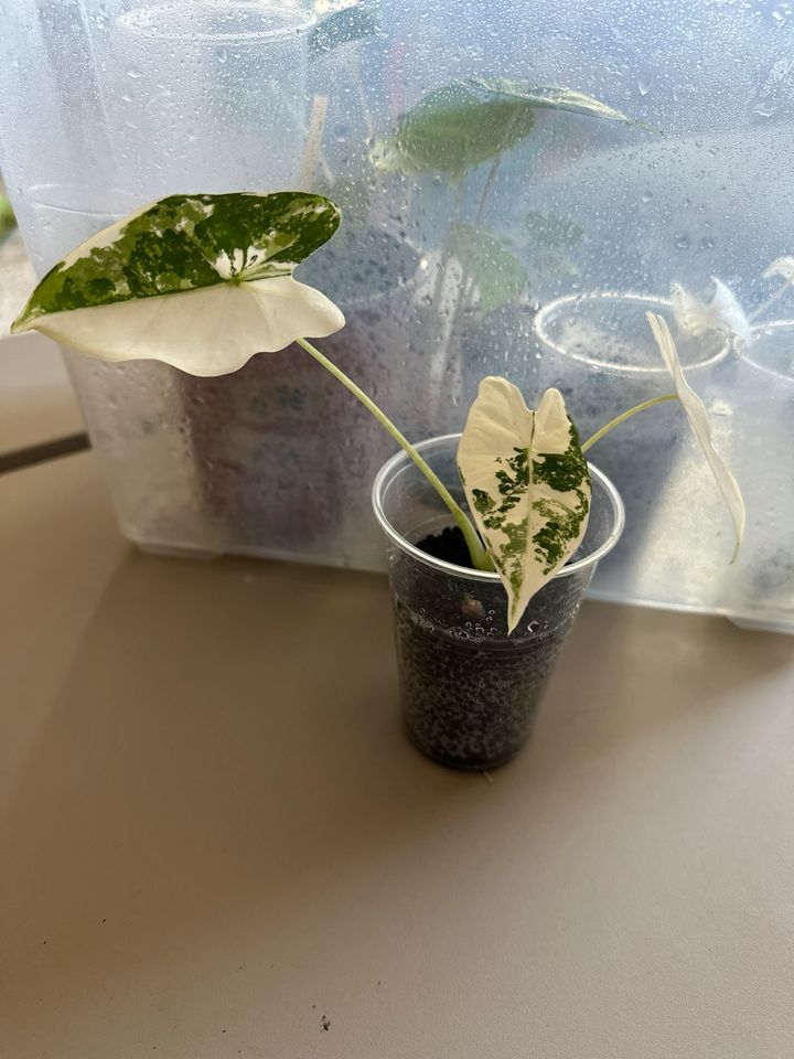Alocasia Frydek variegata Babypflanzen in Uetze