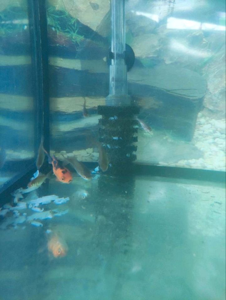 Koi -, Schlesierschwanz -, Goldfische in Sachsenhagen