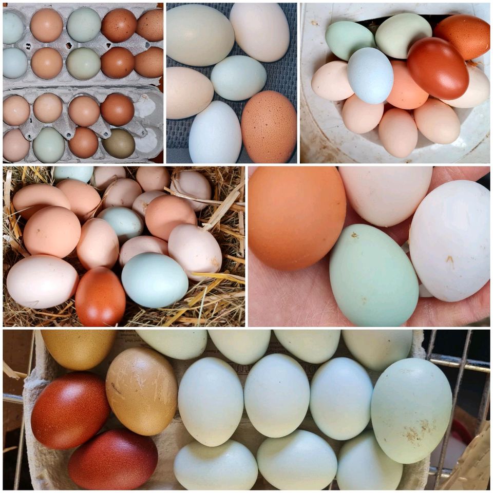 Eier von Araucana, Grünlegern, Buntleger, Hennen, Küken in Kirchzell