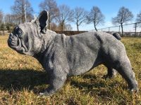 ‼️Französische Bulldogge 17kg 44cm Bulldoggen Steinguss Bully‼️ Nordrhein-Westfalen - Oberhausen Vorschau