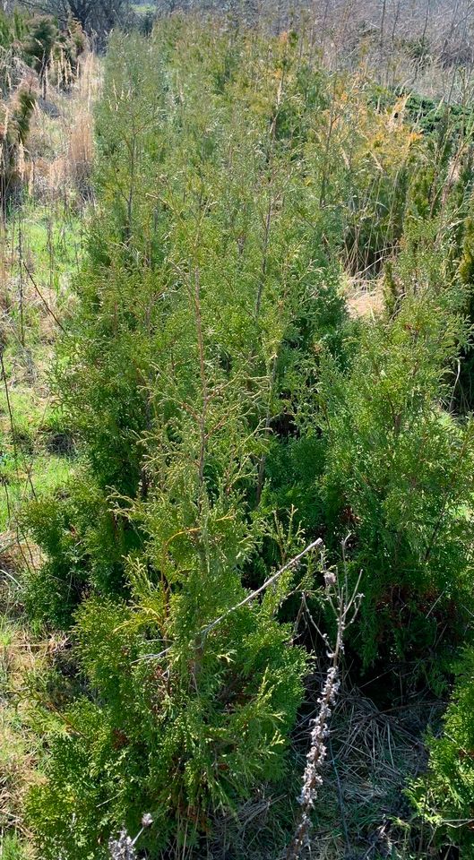 Smaragd -Tuja ,Lebensbaum 80 cm hoch in Putbus