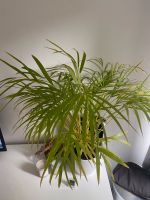 Areca Pflanze ca 70 cm Vahr - Neue Vahr Nord Vorschau