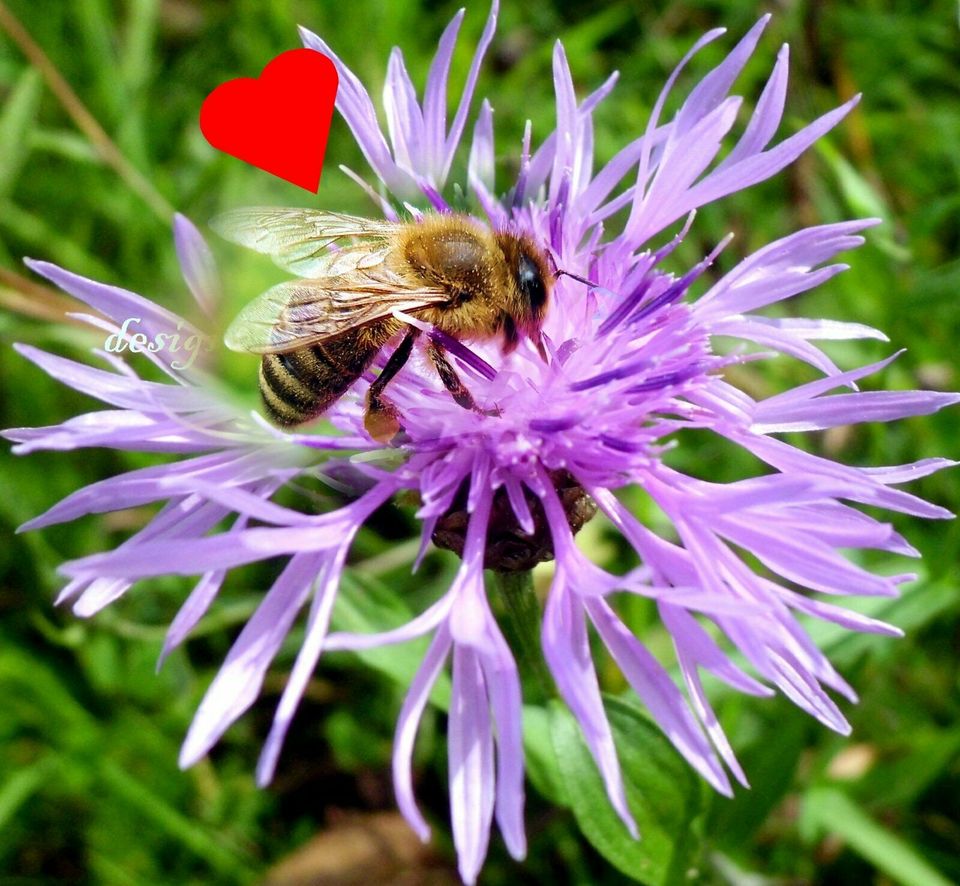 ♥ Wiesen Flockenblume Kornblume Samen Staude Honig Bienen Garten in Hamburg