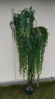 Kunstpalme Kunstpflanze ca 1,80 cm groß Baden-Württemberg - Furtwangen Vorschau