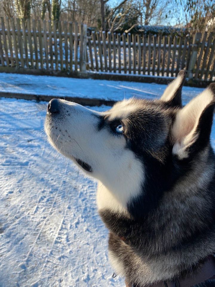 Husky sucht Zuhause für immer! in Augsburg