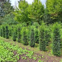 Taxus baccata, Heckenpflanze, Eibe, mit Ballen, 125 bis 180cm Nordrhein-Westfalen - Coesfeld Vorschau