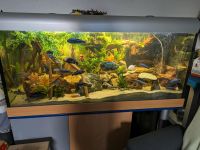 Komplettpaket Aquarium 450liter Brandenburg - Potsdam Vorschau