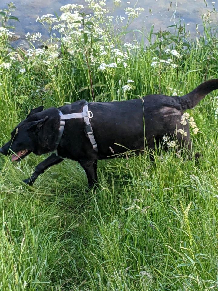 Koen - gemütlicher, älterer Rüde sucht ein Zuhause ♥️ in Hünxe