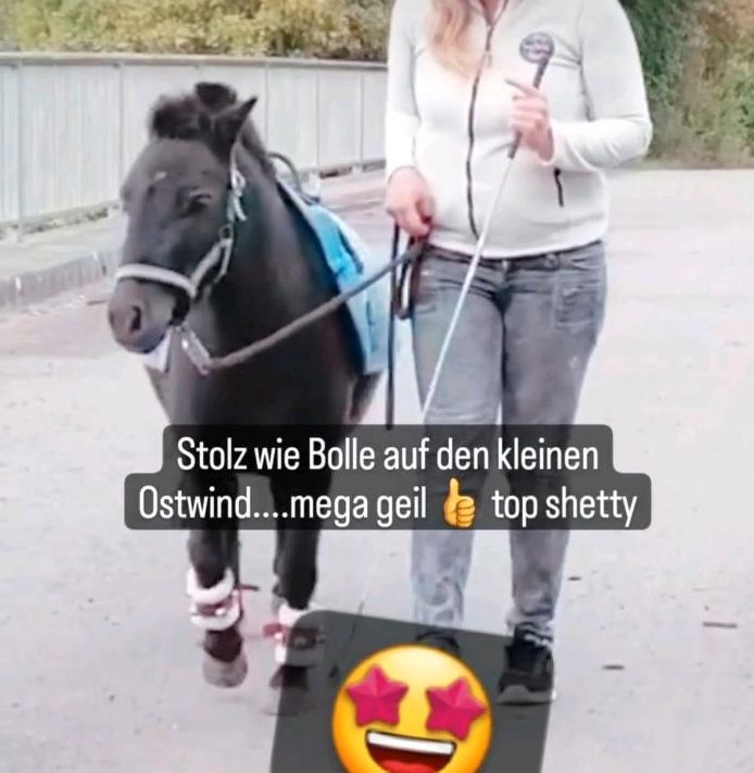 Biete Beritt an Shettis shetland Pony Ausbildung auch Isländer in Calden