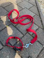 Hundeleine mit Halsband rot Brandenburg - Cottbus Vorschau