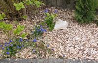 Holzschnitz, Hackschnitzel, Garten, Deko, Rindenmulch. Hochbeet Bayern - Rennertshofen Vorschau