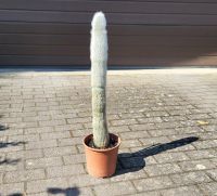 Kaktus ca. 60cm - und + weitere Pflanzen in Gärtnerqualität Niedersachsen - Langenhagen Vorschau