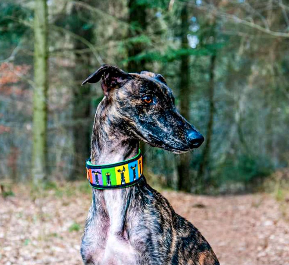 NERO Galgo Rüde Tierschutz Hund in Großenwiehe