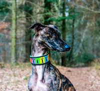 NERO Galgo Rüde Tierschutz Hund Schleswig-Holstein - Großenwiehe Vorschau