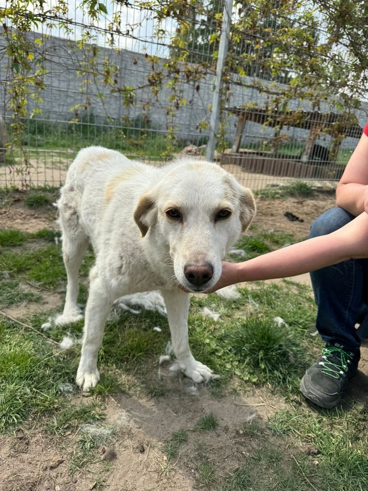 Verschmuste MILVA ❤️ aus dem Tierschutz sucht ihre Familie in Möckern