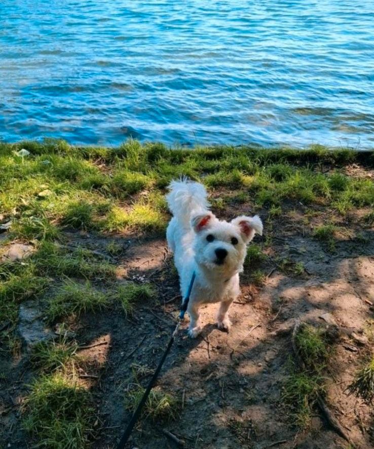 Ich und mein Hund suchen DRINGEND eine Wohnung in Langwedel