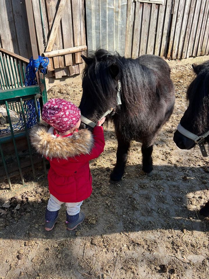 Shetty Wallach 4 Jahre ca. 1m in Steinhorst