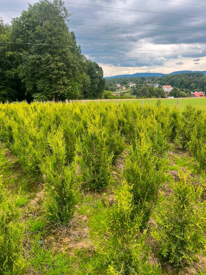 LEBENSBAUM THUJA SMARAGD BRABANT TOP HECKPFLANZEN in Zwickau