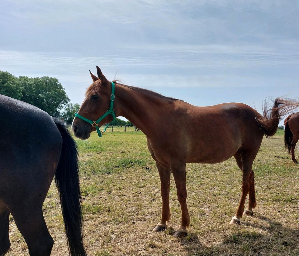 Stute, Traber, Fuchs, Freizeitpferd, reiten, fahren, Kutsche in Billerbeck