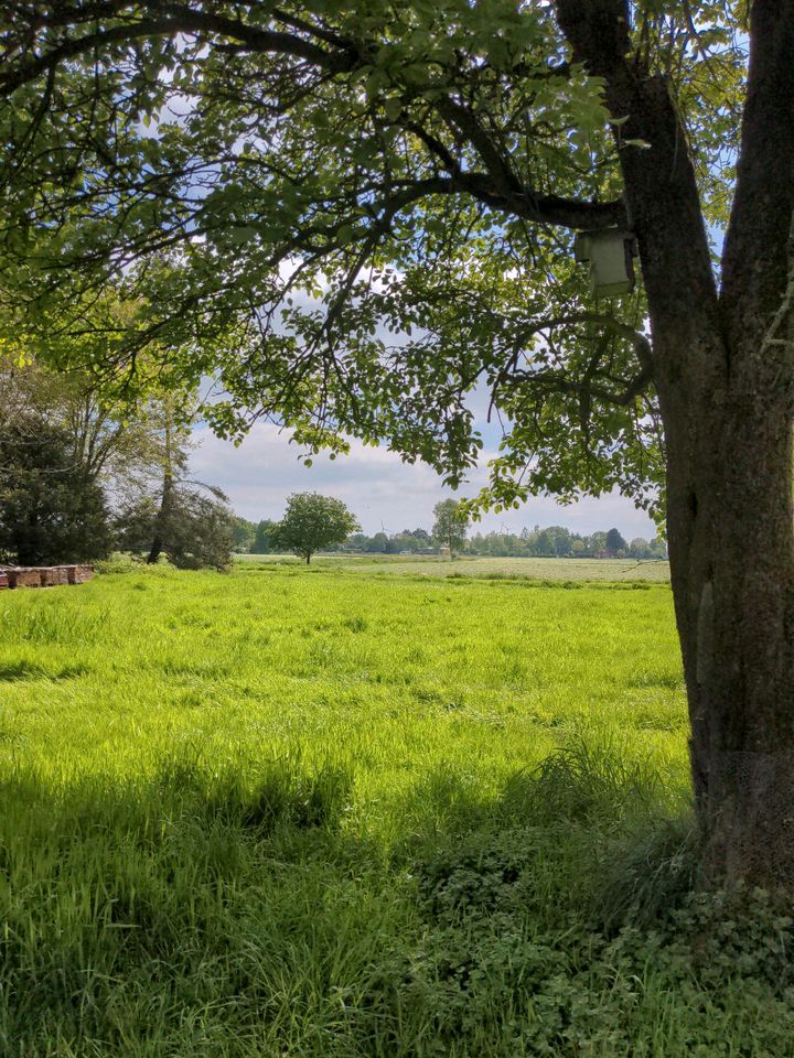 Biete ca. 0,5 ha Grasland als Sommerweide in Großefehn